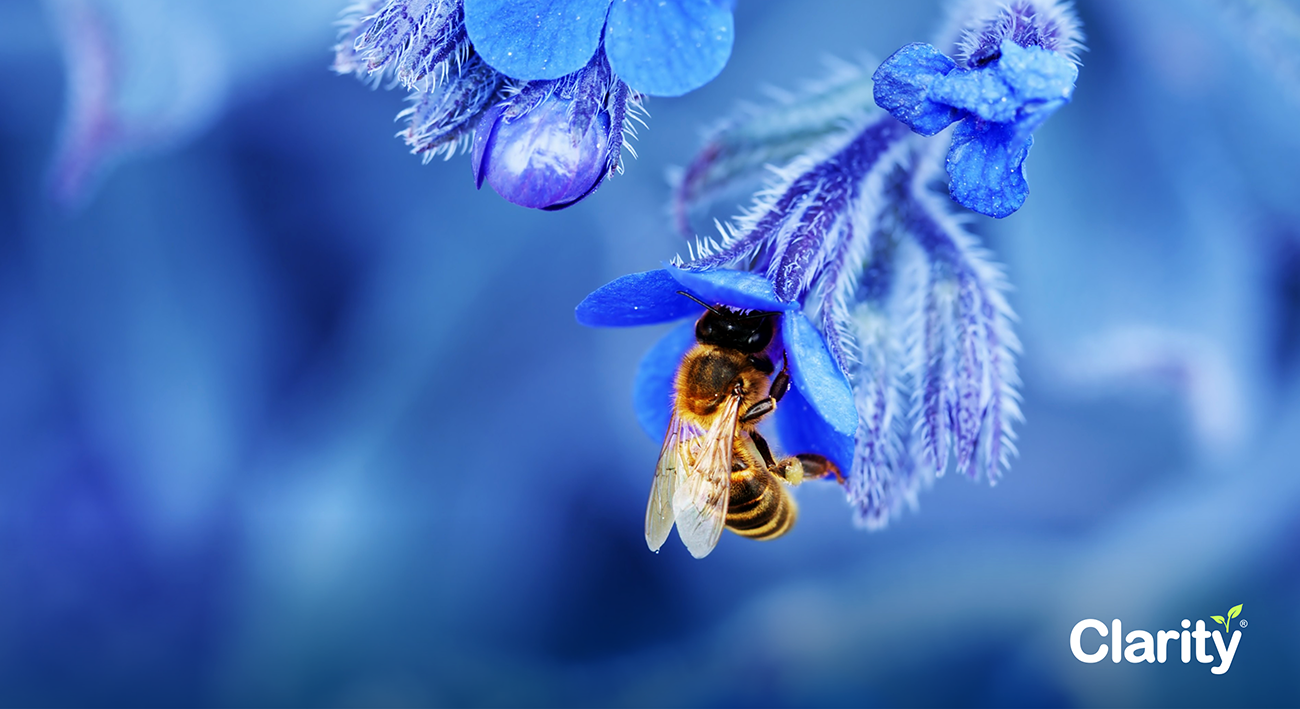 La población mundial de abejas disminuye